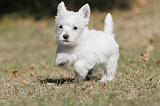 WESTIE 131